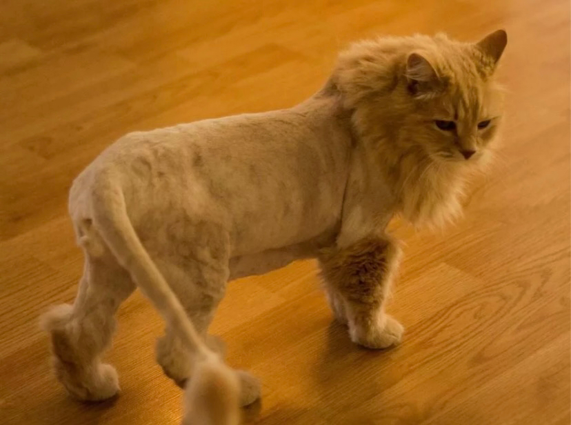 Стрижка и мытье кошек крупных пород без присутствия хозяина