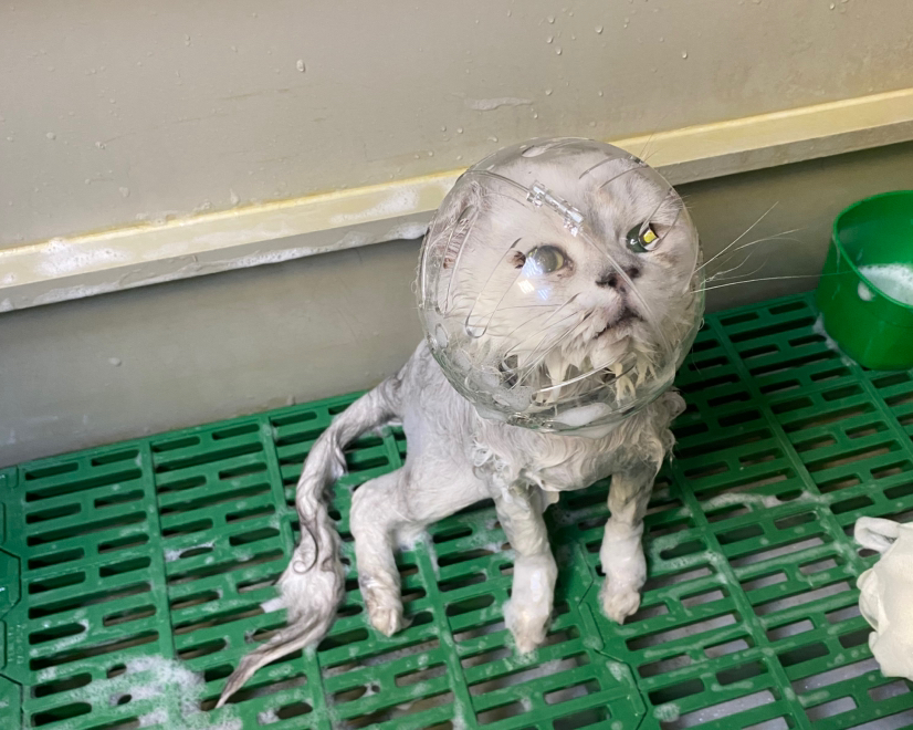 Мытье кошки без присутствия хозяина