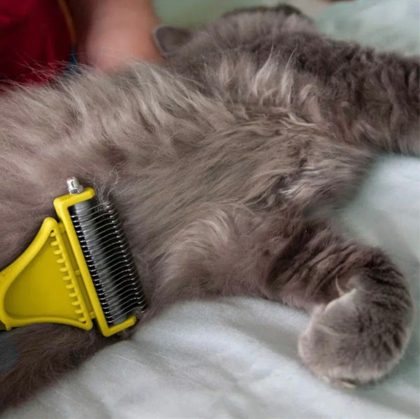 Вычесывание кошки Фурминатором с присутствием хозяина