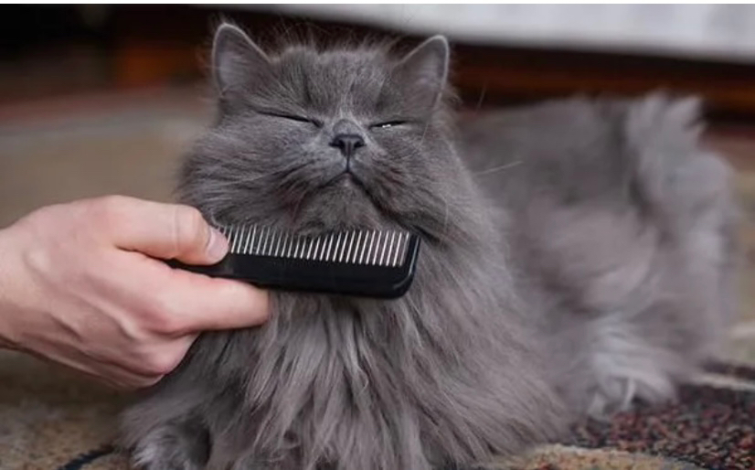 Вычесывание и мытье кошки с присутствием хозяина (с экспресс-линькой)