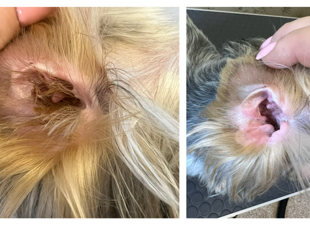 Чистка ушей и выщипывание ушей вне комплекса