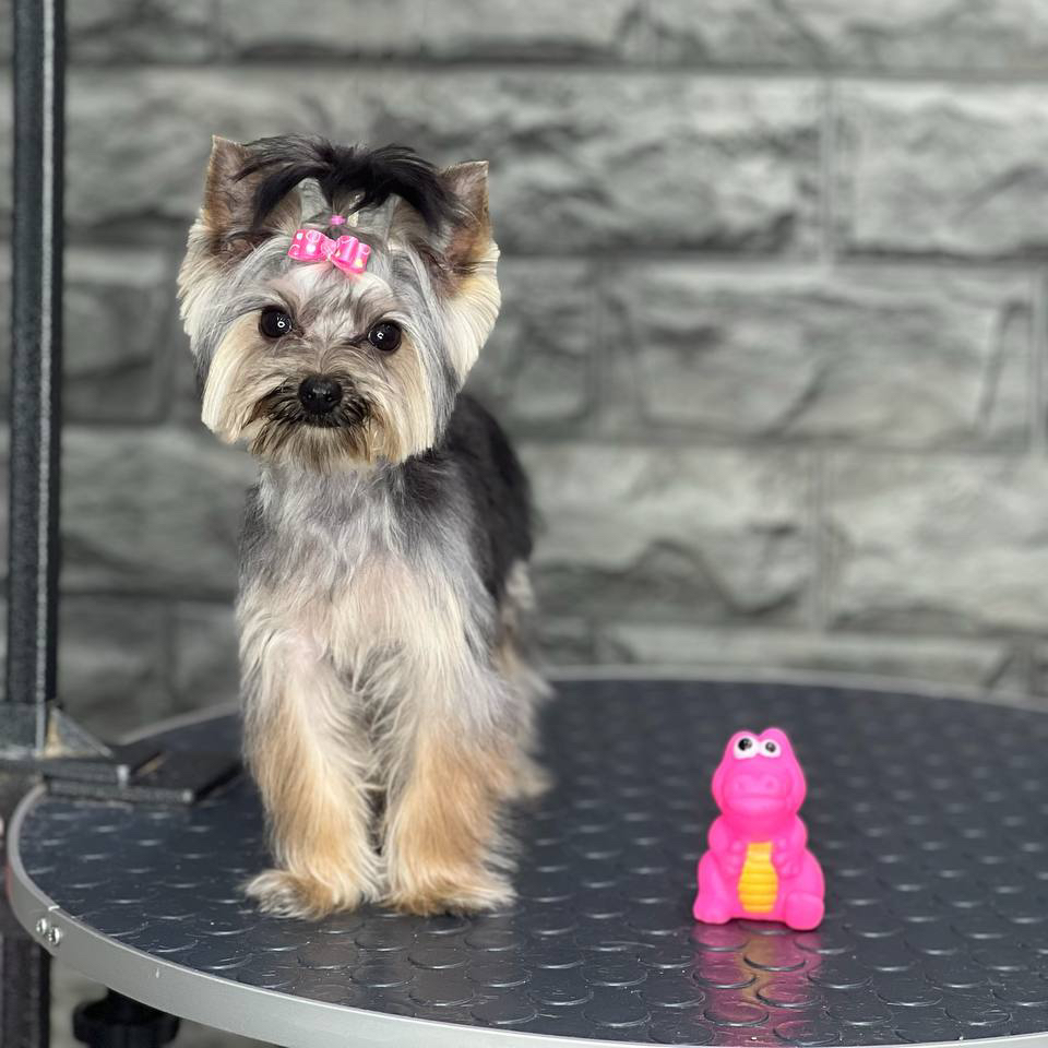 Йорк щенок приучение