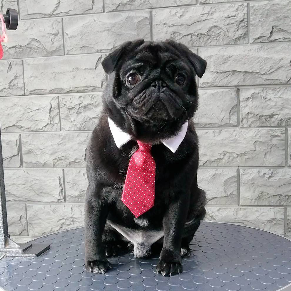 Мопс комплекс