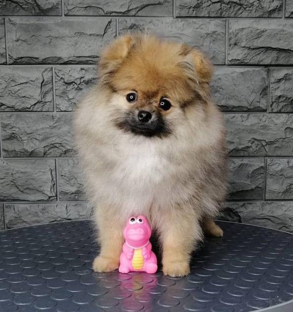 Шпиц щенок приучение  до 6 месяцев при первом визите