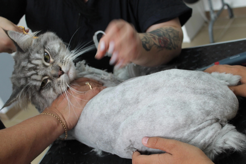 комплексный уход для мейкун,стрижка