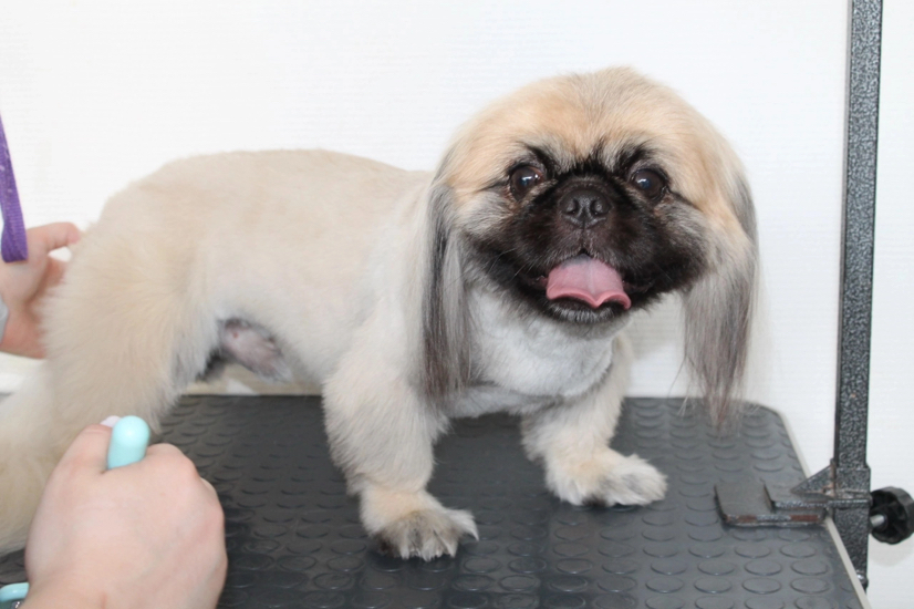 Комплексный уход для пекинеса