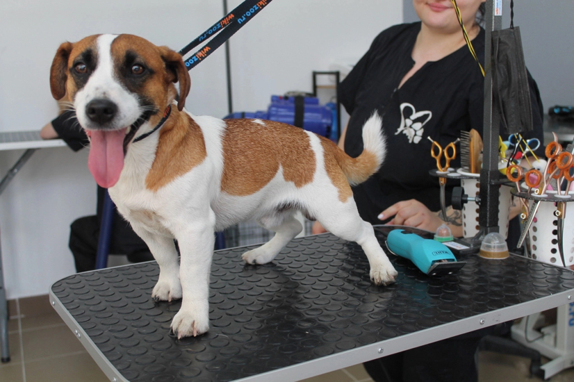 Экспресс-линька для Джек-рассел / такса