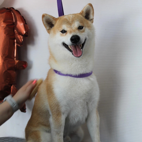 Комплексный уход для Сиба Ину