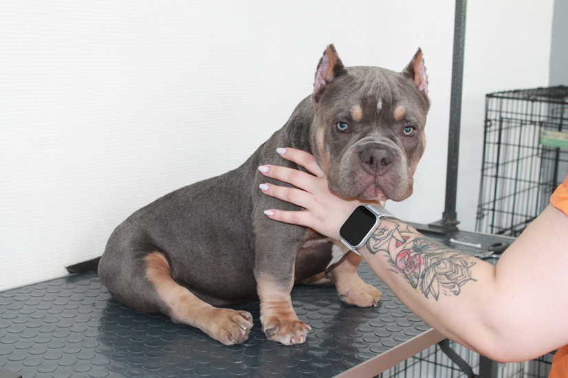 Экспрес линька гладкошерстных от 10-13кг