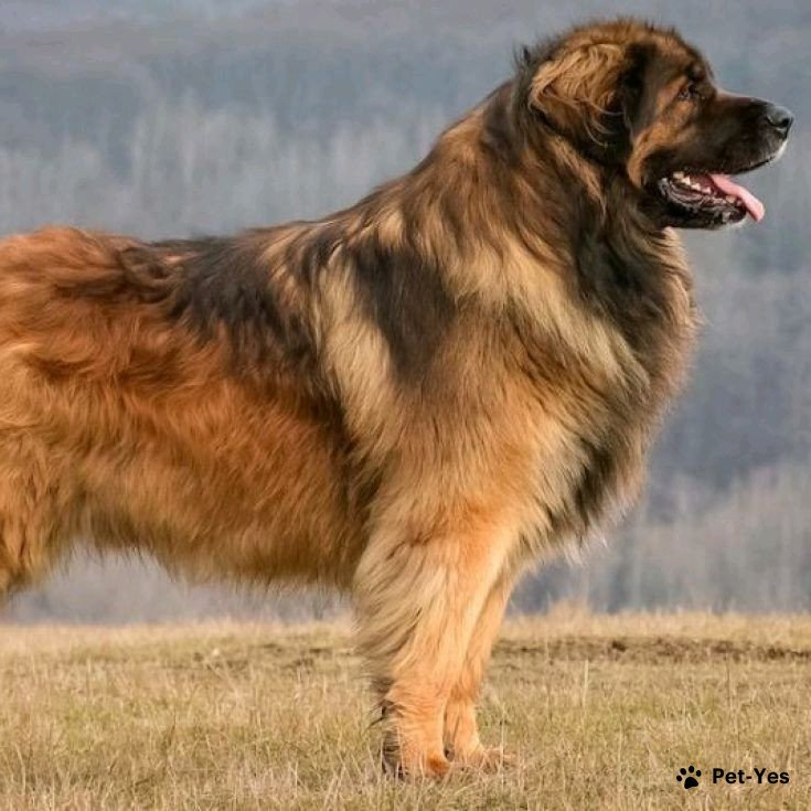 Леонбергер комплекс (вычес+мытьё+сушка)