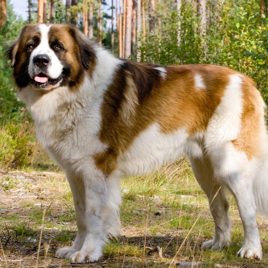 Московская сторожевая комплекс (вычес+мытьё+сушка)