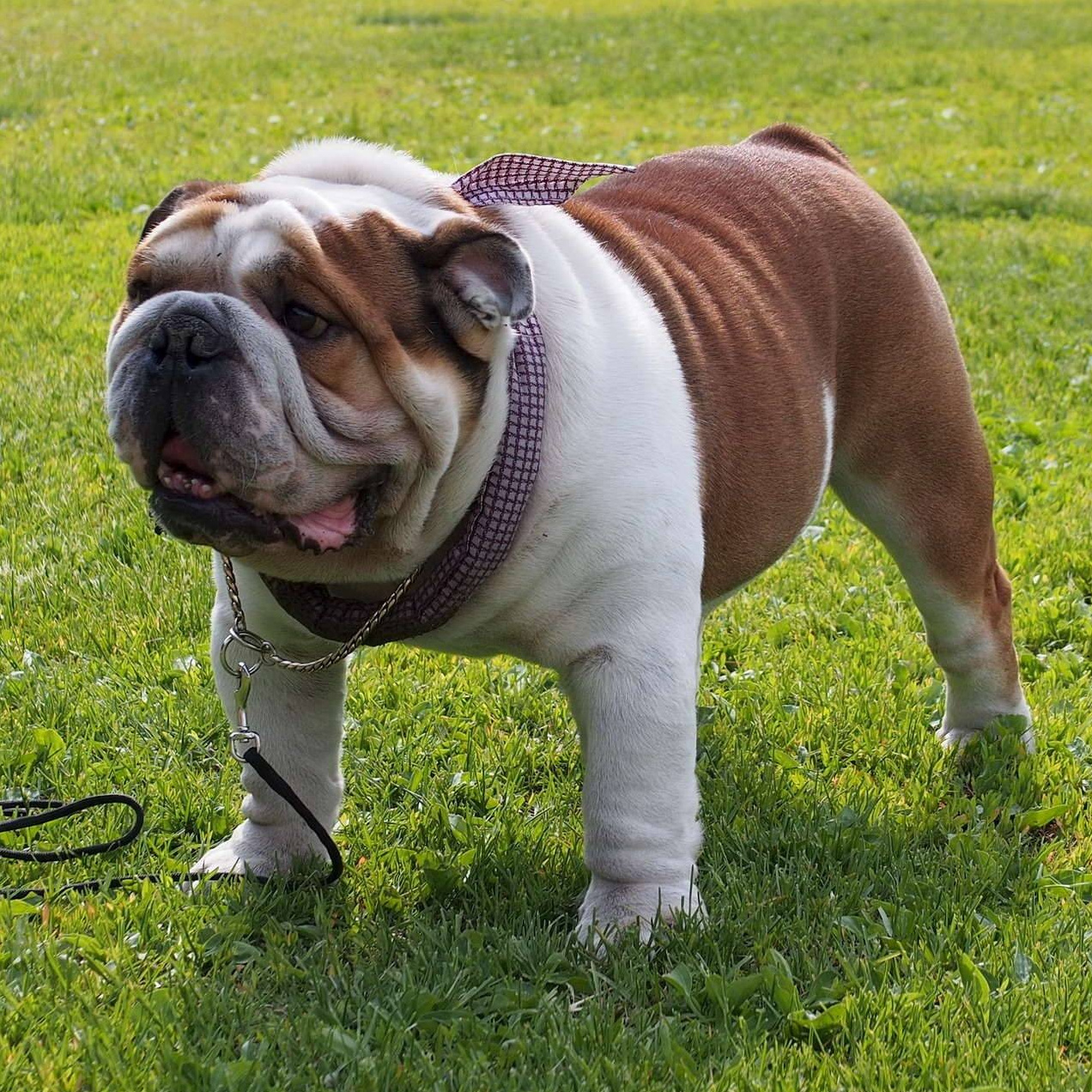 Английский бульдог (вычес+мытье+сушка)