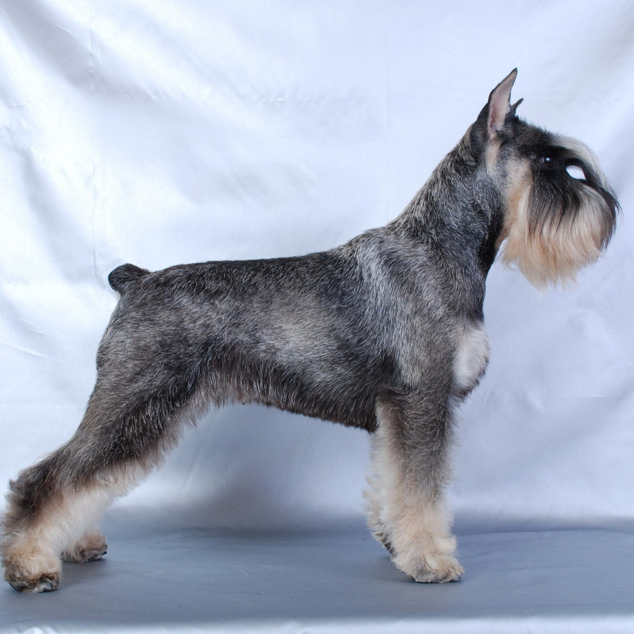 Цвергшнауцер (гигиена с мытьем)