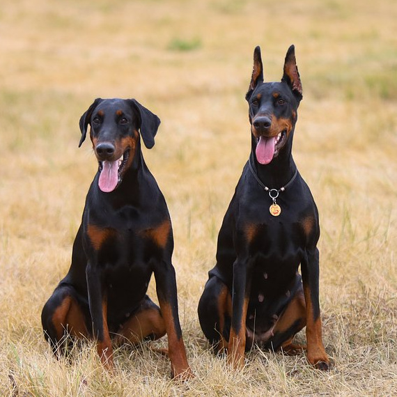 Доберман комплекс (вычес+мытьё+сушка)