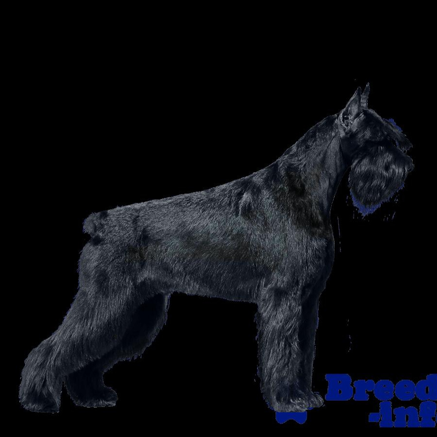 Ризеншнауцер (гигиена с мытьем)