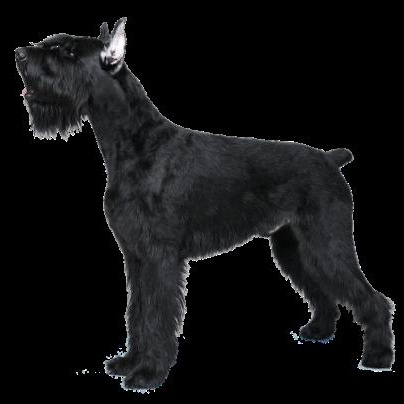 Ризеншнауцер (комплекс) стрижка