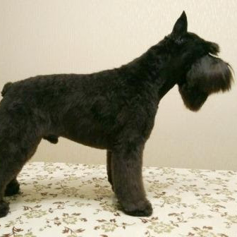 Цвергшнауцер (комплекс) стрижка