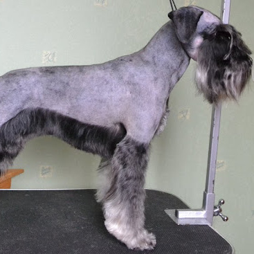 Миттельшнауцер (тримминг)