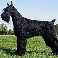 Ризеншнауцер (роллинг)