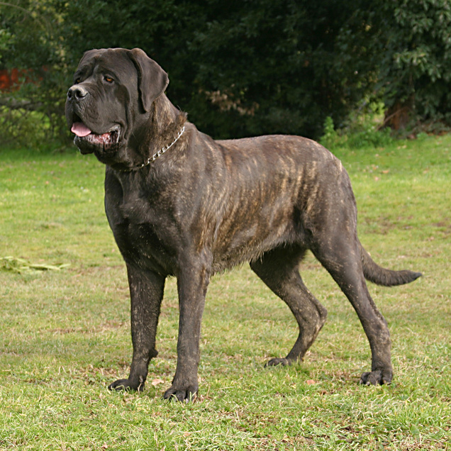 Английский мастиф (вычес+мытье+сушка)