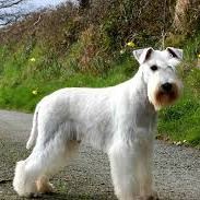 Миттельшнауцер (комплекс) стрижка