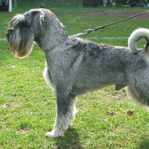 Миттельшнауцер (гигиена с мытьем)