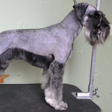 Цвергшнауцер (тримминг)