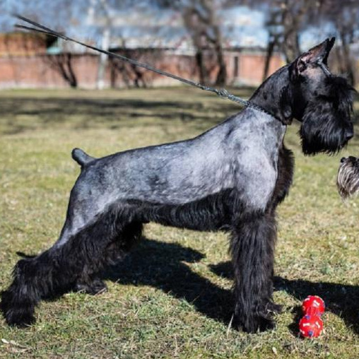 Ризеншнауцер (тримминг)