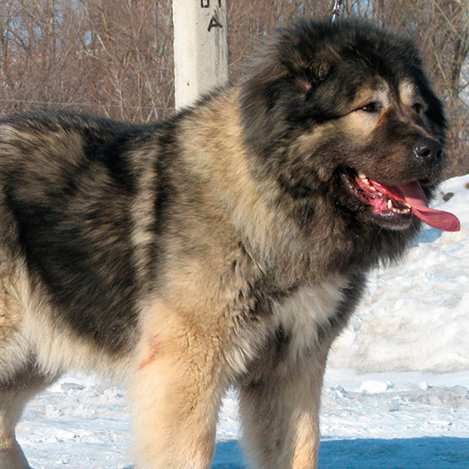 Кавказская овчарка комплекс  (вычес+мытьё+сушка)