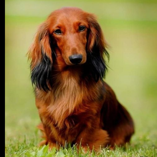 Такса длинношерстная (комплекс)