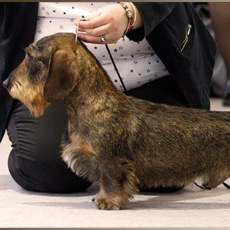 Такса жесткошерстная (тримминг)