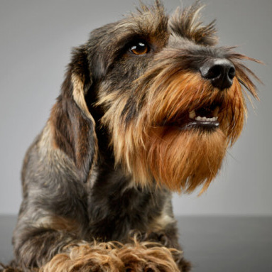 Такса жесткошерстная (комплекс) стрижка