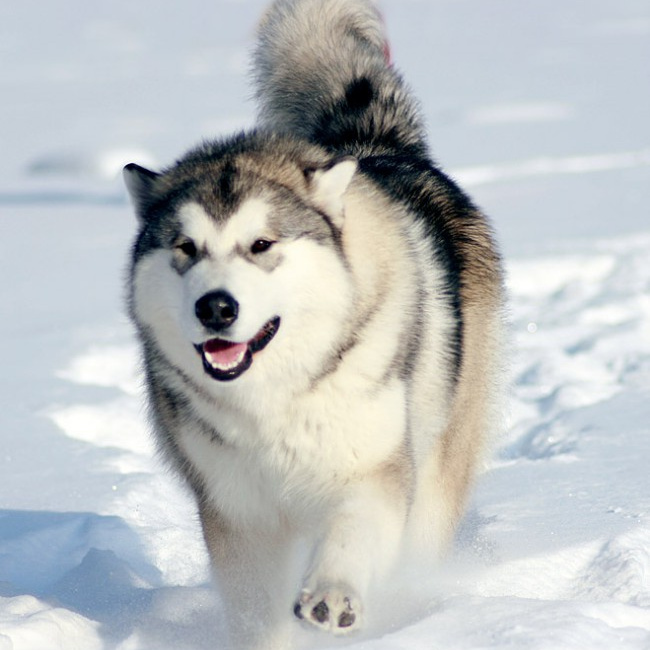 Аляскинский маламут стандартный (вычес, мытье, сушка)