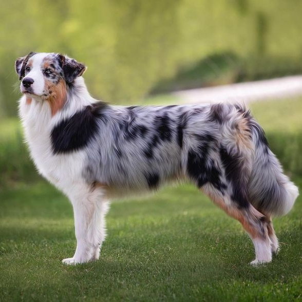 Австралийская овчарка (Аусси) (комплекс, экспресс линька)