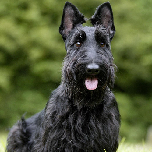 Скотч терьер (гигиена с мытьём)