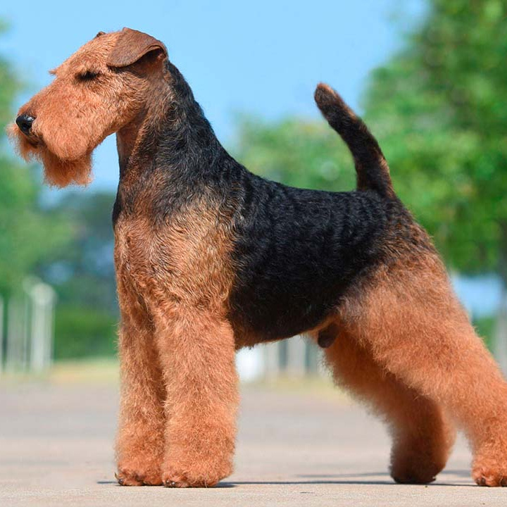 Вельштерьер (тримминг)