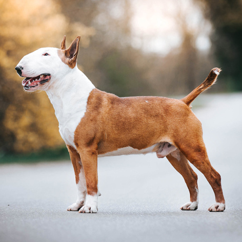 Бультерьер стандартный (вычес+мытьё+сушка)