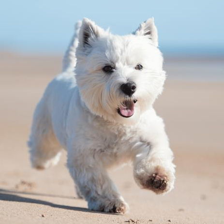 Вест хайленд уайт терьер (комплекс) стрижка