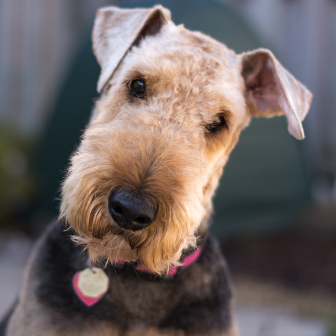 Эрдельтерьер (гигиена с мытьем)