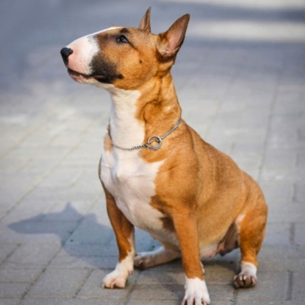 Бультерьер (мини) (вычес+мытьё+сушка)