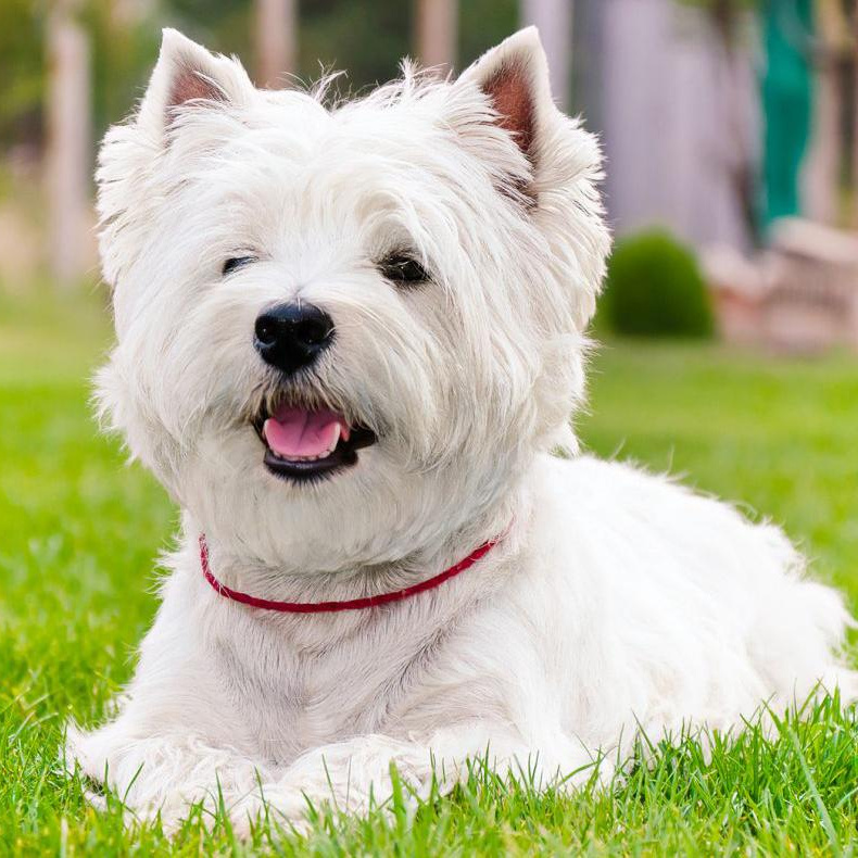 Вест хайленд уайт терьер (гигиена с мытьем)