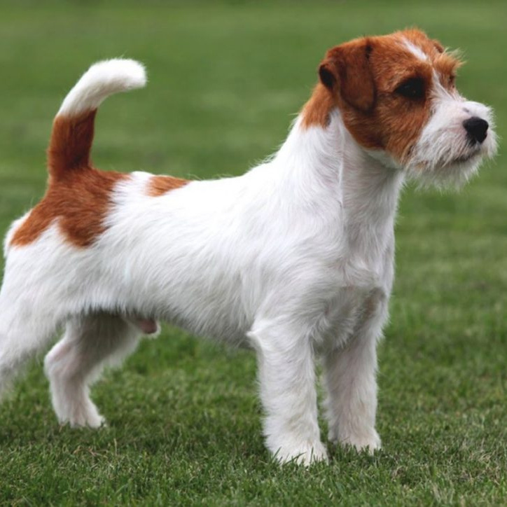 Джек рассел терьер жесткошерстный/брокен (парсон) (тримминг)