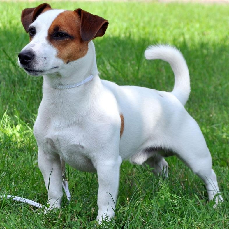 Джек рассел терьер (парсон) (вычес+мытьё+сушка)