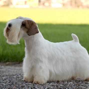 Силихем-терьер (тримминг)