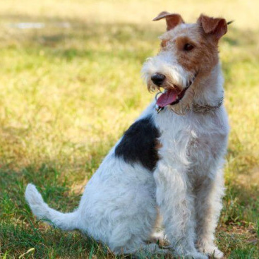 Фокстерьер жесткошерстный (комплекс) стрижка