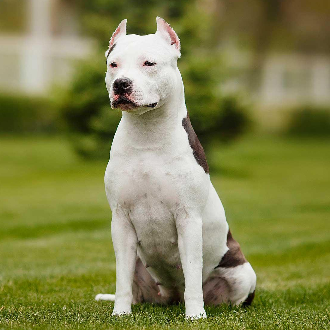 Стаффордширский терьер (вычес, мытье, сушка)