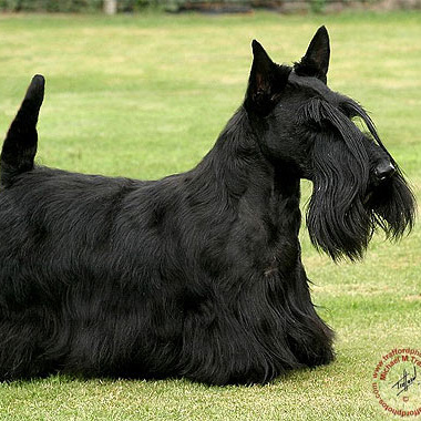 Скотч терьер (тримминг)