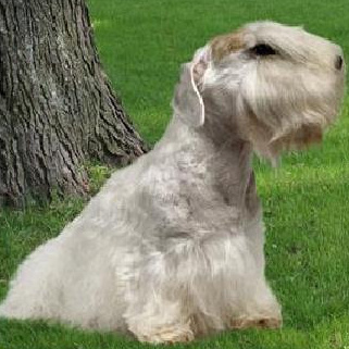 Силихем-терьер стрижка (комплекс)