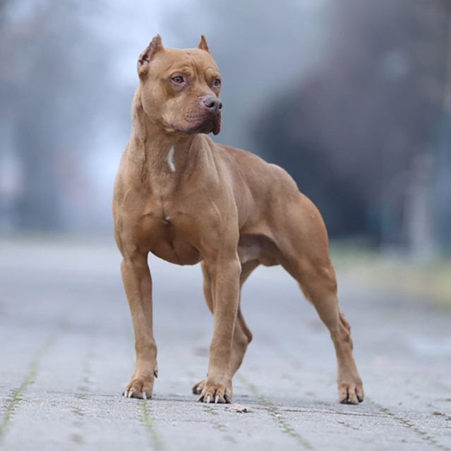 Питбультерьер (вычес, мытье, сушка)