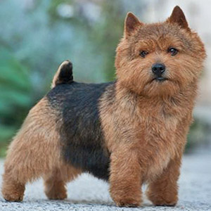 Норвич терьер (тримминг)